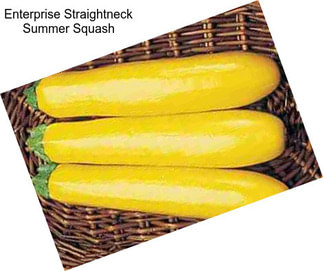 Enterprise Straightneck Summer Squash