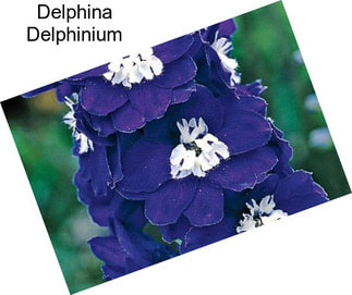 Delphina Delphinium