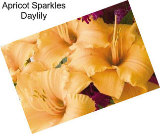 Apricot Sparkles Daylily