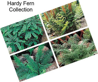 Hardy Fern Collection