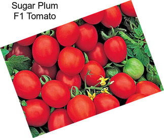 Sugar Plum F1 Tomato