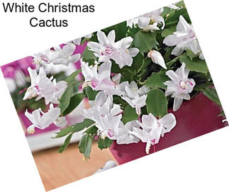 White Christmas Cactus