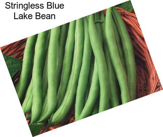 Stringless Blue Lake Bean