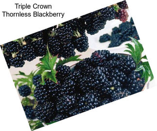 Triple Crown Thornless Blackberry