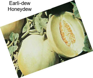 Earli-dew Honeydew