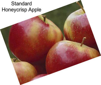 Standard Honeycrisp Apple