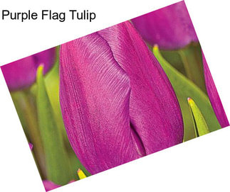 Purple Flag Tulip