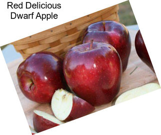 Red Delicious Dwarf Apple