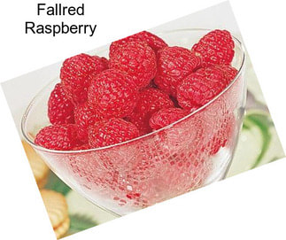 Fallred Raspberry