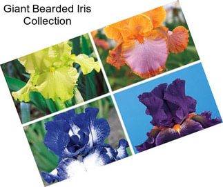 Giant Bearded Iris Collection