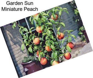 Garden Sun Miniature Peach