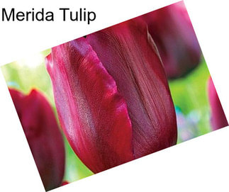 Merida Tulip