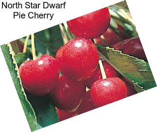 North Star Dwarf Pie Cherry