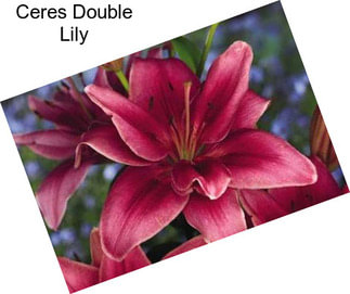 Ceres Double Lily