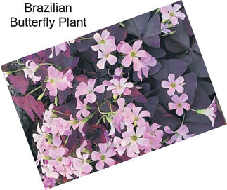 Brazilian Butterfly Plant