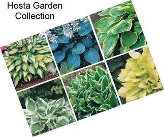 Hosta Garden Collection