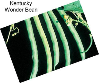 Kentucky Wonder Bean