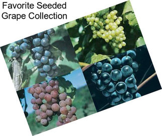 Favorite Seeded Grape Collection