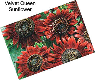 Velvet Queen Sunflower