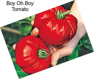 Boy Oh Boy Tomato