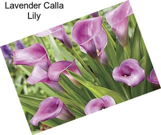 Lavender Calla Lily