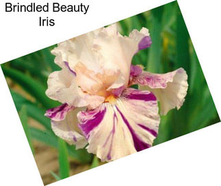 Brindled Beauty Iris