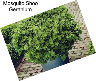 Mosquito Shoo Geranium