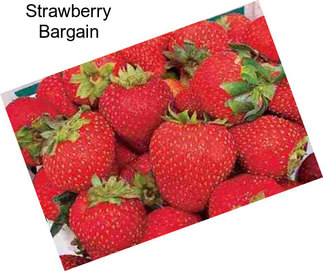 Strawberry Bargain