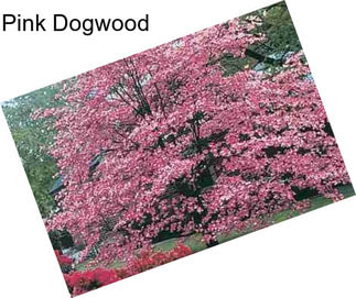 Pink Dogwood