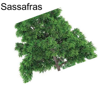 Sassafras