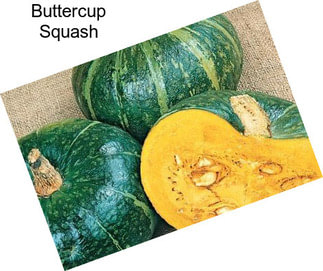 Buttercup Squash