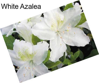 White Azalea