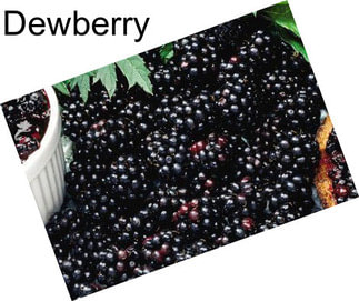 Dewberry