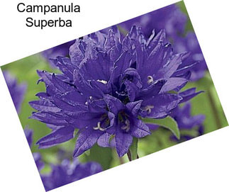 Campanula Superba