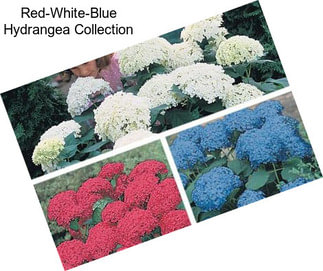 Red-White-Blue Hydrangea Collection