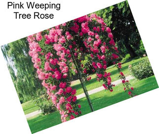 Pink Weeping Tree Rose