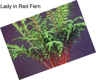 Lady in Red Fern