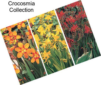 Crocosmia Collection