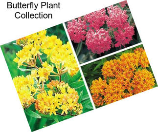 Butterfly Plant Collection