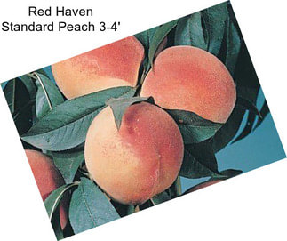 Red Haven Standard Peach 3-4\'