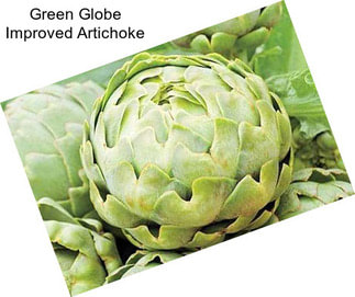 Green Globe Improved Artichoke