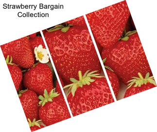 Strawberry Bargain Collection