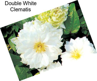 Double White Clematis