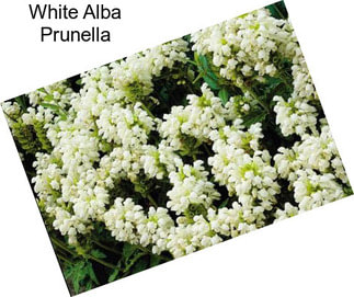 White Alba Prunella