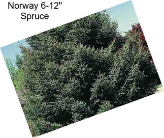 Norway 6-12\'\' Spruce