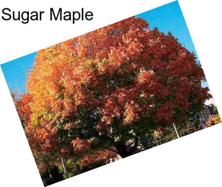 Sugar Maple