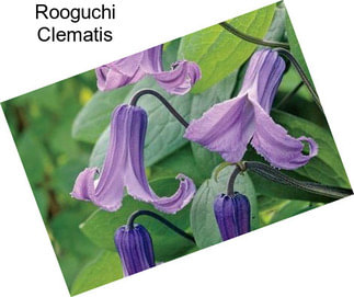 Rooguchi Clematis