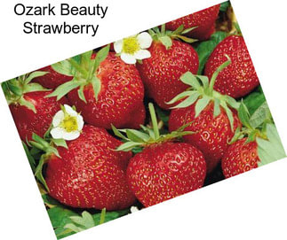 Ozark Beauty Strawberry
