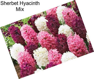 Sherbet Hyacinth Mix
