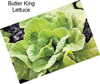 Butter King Lettuce